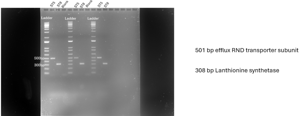 Guy-Snow-Colony-PCR.png